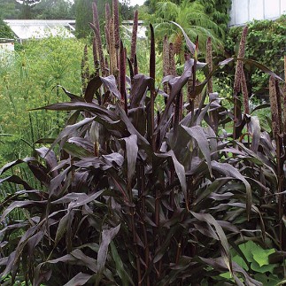 pennisetum,laughingswanfarm